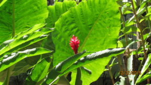 Ginger Plant in Playa Hermosa, Garabito, Costa Rica