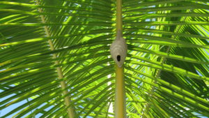 Manuel Antonio, Wasp Nest in Palm Leaf