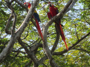 Scarlett Maccaws, Costa rica